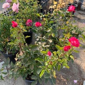 Meet your Posher, Elisea